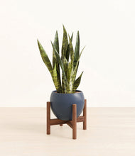 Load image into Gallery viewer, Deep Navy stand:walnut