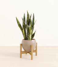 Load image into Gallery viewer, Desert Brown stand:bamboo