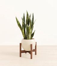 Load image into Gallery viewer, Shiny EggWhite stand:walnut