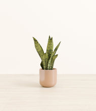 Load image into Gallery viewer, Glossy Pink*****Profile