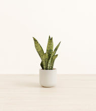 Load image into Gallery viewer, Cotton White*****Profile