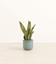 Load image into Gallery viewer, Reactive Aqua*****Profile