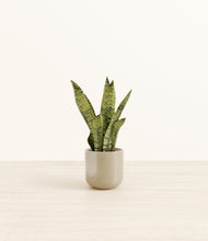 Load image into Gallery viewer, Sage Green*****Profile