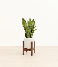 Load image into Gallery viewer, Cotton White stand:walnut