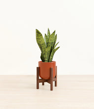 Load image into Gallery viewer, Glossy Red stand:walnut