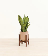 Load image into Gallery viewer, Glossy Pink stand:walnut