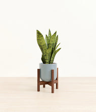 Load image into Gallery viewer, Misty Blue stand:walnut