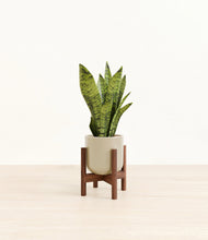 Load image into Gallery viewer, Sage Green stand:walnut