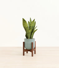 Load image into Gallery viewer, Reactive Aqua stand:walnut