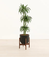 Load image into Gallery viewer, Stone Black stand:walnut