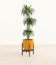 Load image into Gallery viewer, Sunset Orange stand:walnut