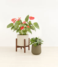 Load image into Gallery viewer, Mountain Ridge stand:one_stand