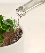 Load image into Gallery viewer, Cotton White stand:all