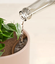 Load image into Gallery viewer, Sandy Pink stand:all