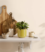 Load image into Gallery viewer, Key Lime Yellow