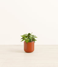 Load image into Gallery viewer, Glossy Red*****Profile