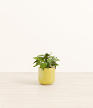 Load image into Gallery viewer, Key Lime Yellow*****Profile