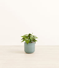 Load image into Gallery viewer, Reactive Aqua*****Profile