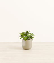 Load image into Gallery viewer, Sage Green*****Profile