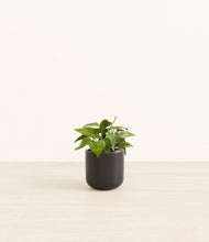 Load image into Gallery viewer, Stone Black*****Profile