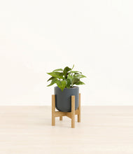 Load image into Gallery viewer, Iron Gray stand:bamboo