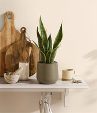 Load image into Gallery viewer, Olive