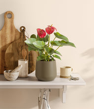 Load image into Gallery viewer, Olive