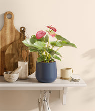 Load image into Gallery viewer, Deep Navy