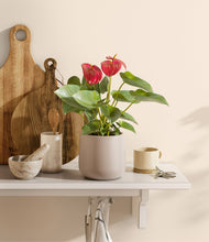 Load image into Gallery viewer, Eternal Gray