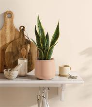 Load image into Gallery viewer, Gentle Pink