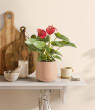 Load image into Gallery viewer, Gentle Pink