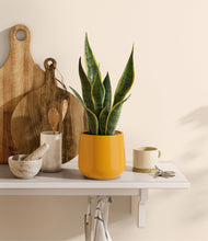 Load image into Gallery viewer, Mustard