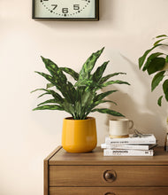 Load image into Gallery viewer, Mustard