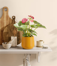 Load image into Gallery viewer, Mustard