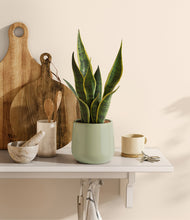 Load image into Gallery viewer, Turquoise