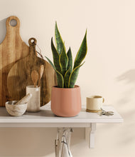 Load image into Gallery viewer, Calm Rose