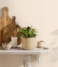 Load image into Gallery viewer, Almond Green