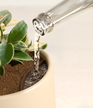 Load image into Gallery viewer, Woodland