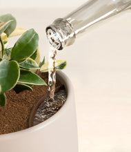 Load image into Gallery viewer, Woodland