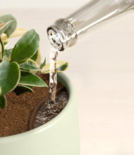 Load image into Gallery viewer, Lily Pad