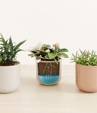 Load image into Gallery viewer, Peach Blossom