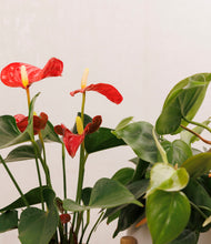 Load image into Gallery viewer, ALL