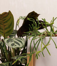 Load image into Gallery viewer, ALL