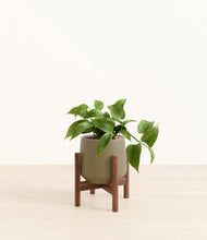 Load image into Gallery viewer, Olive stand:walnut