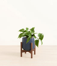 Load image into Gallery viewer, Deep Navy stand:walnut