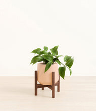 Load image into Gallery viewer, Gentle Pink stand:walnut