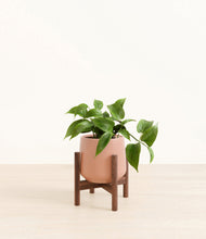 Load image into Gallery viewer, Calm Rose stand:walnut