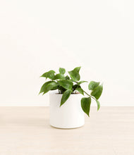 Load image into Gallery viewer, White*****Profile