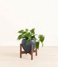 Load image into Gallery viewer, Deep Navy stand:walnut