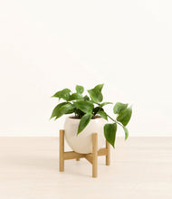 Load image into Gallery viewer, Shiny EggWhite stand:bamboo